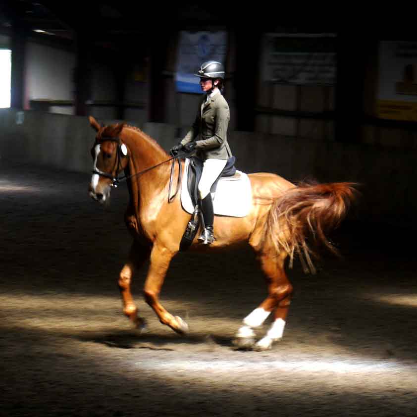 Higher Mainstone Equine Services